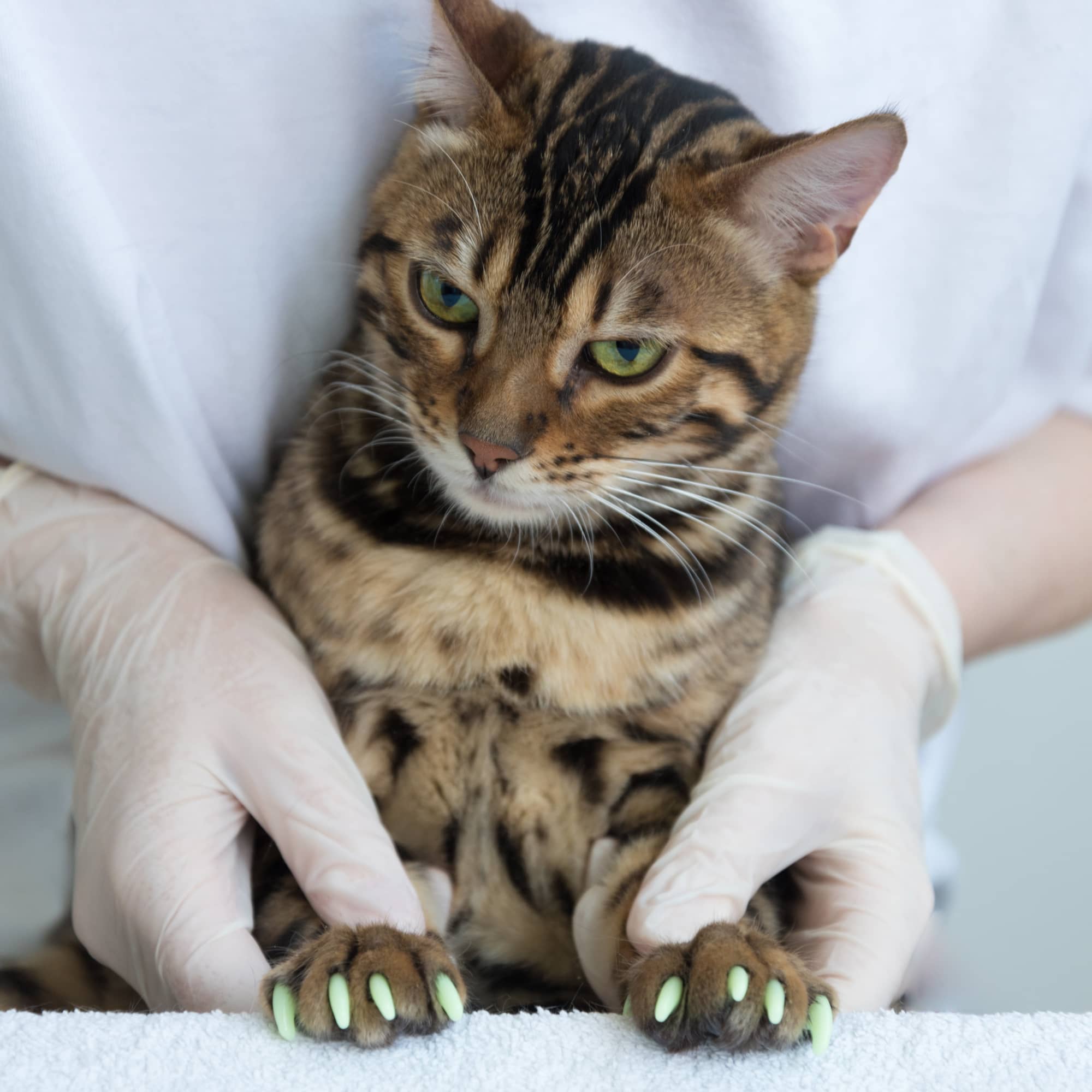 Are Claw Caps Safe for Cats? | POPSUGAR Pets