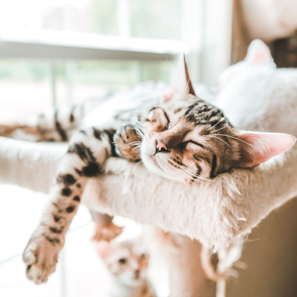 Your Cat Has An Adorable Reason For Purring In Their Sleep They Re Dreaming Popsugar Australia