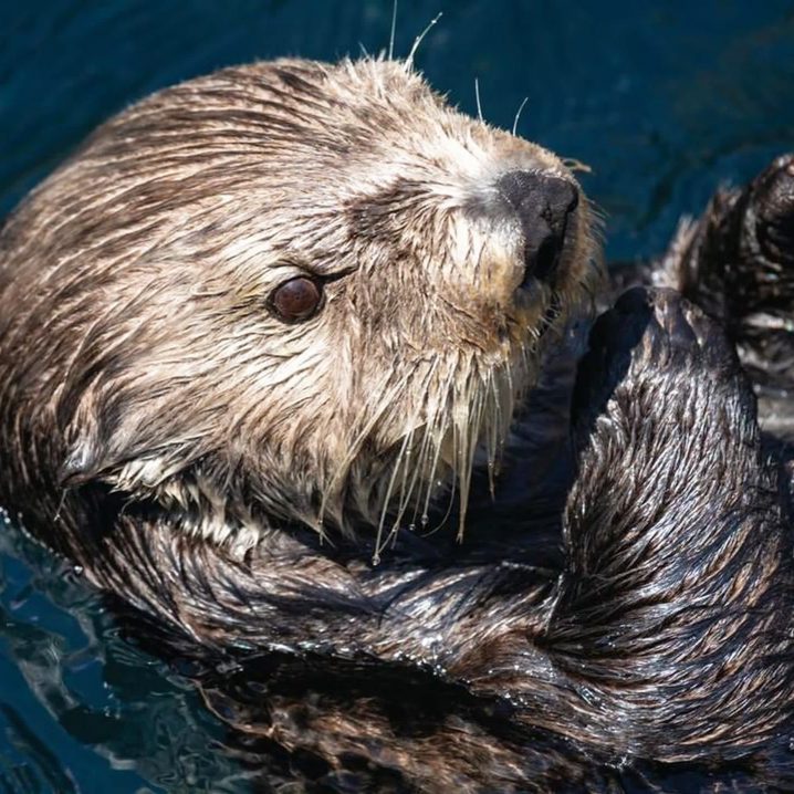 An otter at Monterey Bay Aquarium