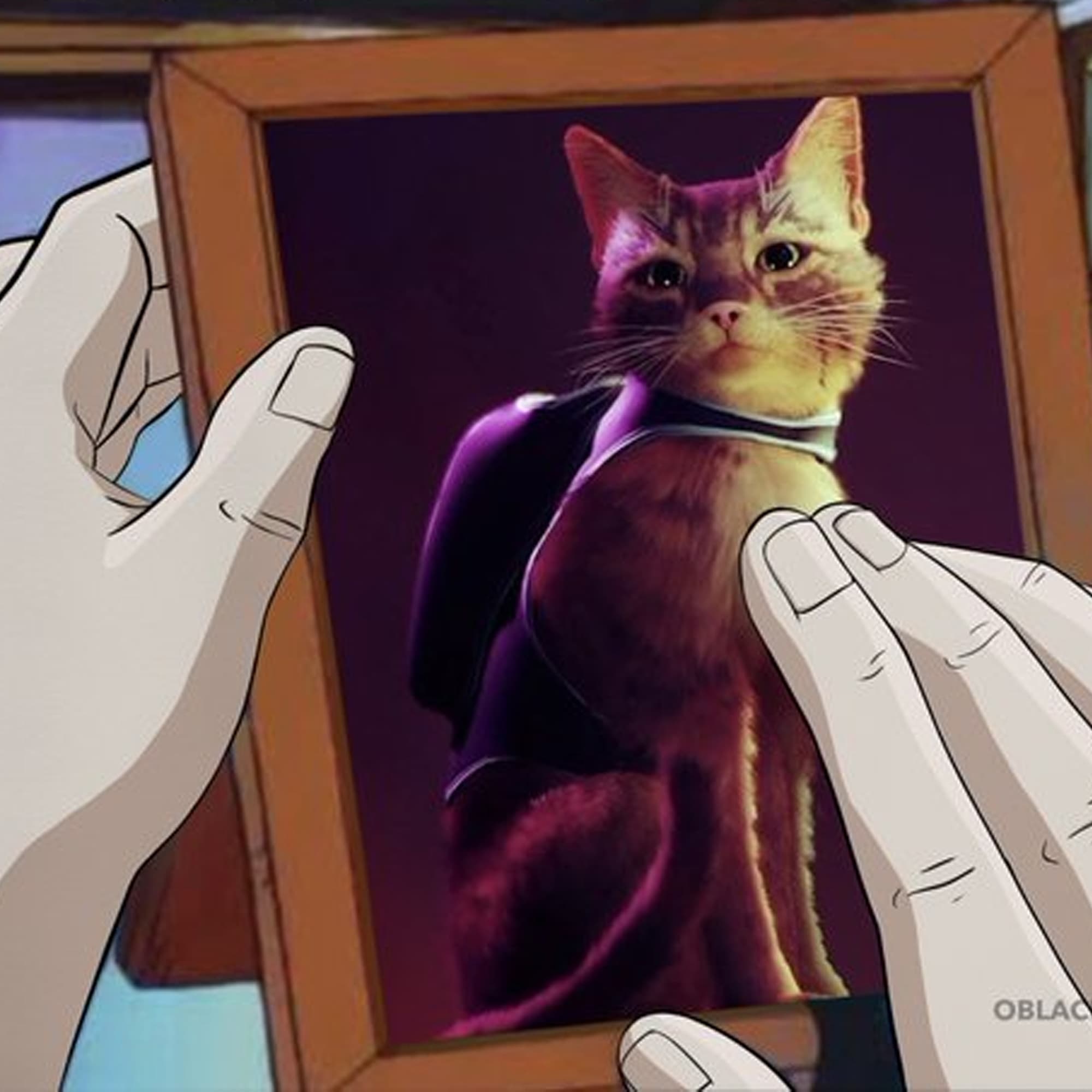 A framed photo of the cat from Stray, from a tweet by @BT_BlackThunder.