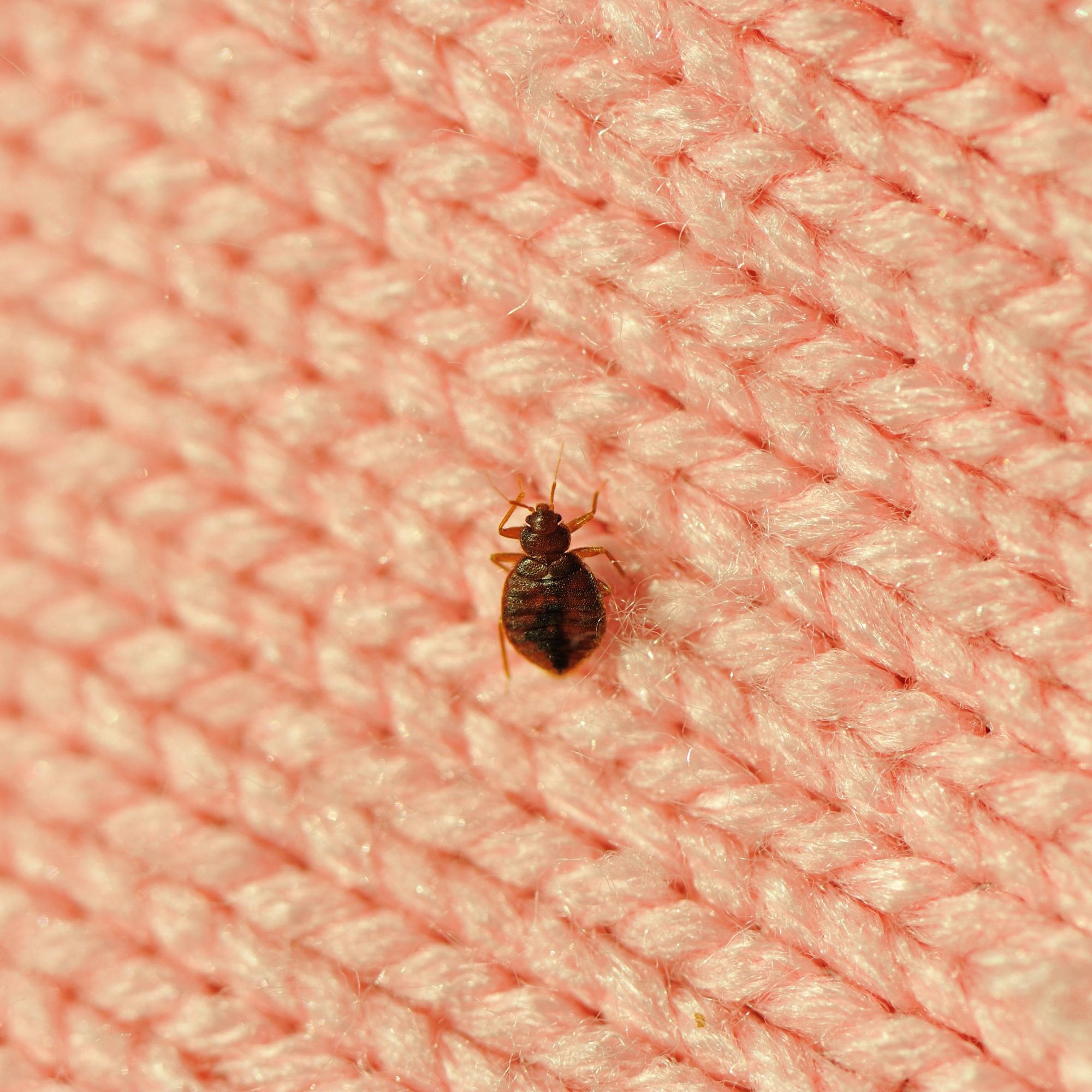 How To Spot Early Signs Of Bedbugs And Prevent An Infestation