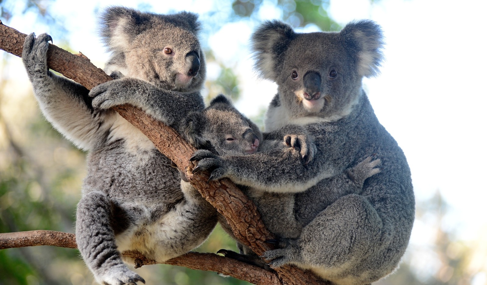two koalas taronga zoo